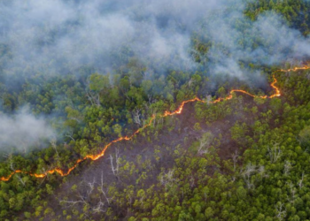 La actividad humana ha degradado más de un tercio de los bosques del Amazonas