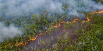 La actividad humana ha degradado más de un tercio de los bosques del Amazonas