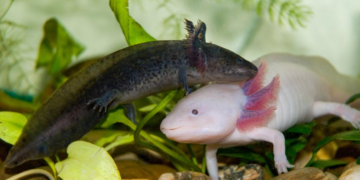 “Anfibium”, el nuevo Museo del Ajolote, abre sus puertas al público