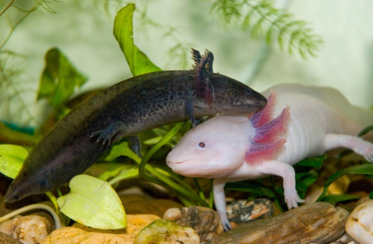 “Anfibium”, el nuevo Museo del Ajolote, abre sus puertas al público