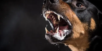 Mantienen alerta epidemiológica por rabia en Nayarit, Jalisco y Oaxaca