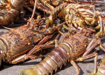 Disminuye la producción de Langosta en Isla Mujeres en comparación a la temporada 2021-22