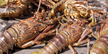 Disminuye la producción de Langosta en Isla Mujeres en comparación a la temporada 2021-22