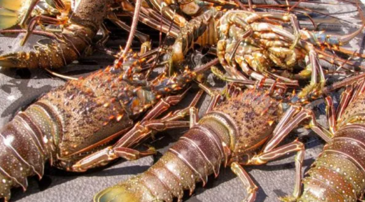 Disminuye la producción de Langosta en Isla Mujeres en comparación a la temporada 2021-22