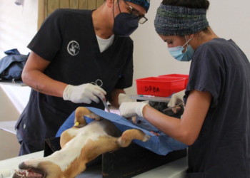 Exitosa “Campaña de Esterilización” gratuita en Cancún logra su meta