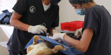 Exitosa “Campaña de Esterilización” gratuita en Cancún logra su meta