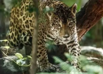 Conafor destinará más de 70 mdp para la protección y conservación de la selva quintanarroense