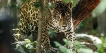 Conafor destinará más de 70 mdp para la protección y conservación de la selva quintanarroense