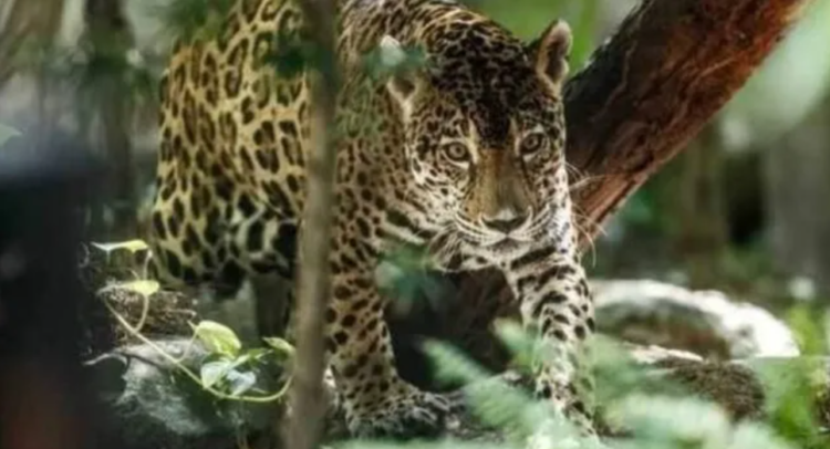 Conafor destinará más de 70 mdp para la protección y conservación de la selva quintanarroense