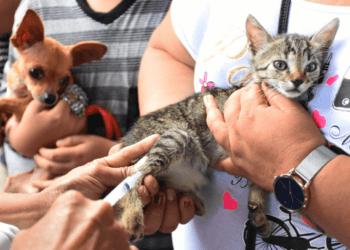 Exitoso arranque de la Jornada de Vacunación Antirrábica