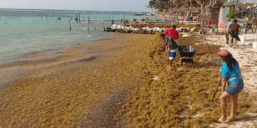 Prevén recale de 92 toneladas de sargazo en costas de Mahahual