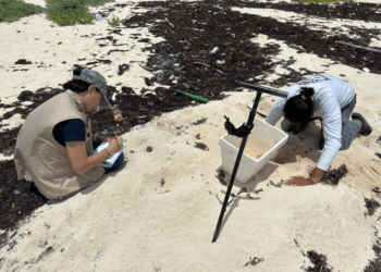 Registra FPMC primer nido de tortuga marina en campamento de Punta Sur