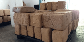 Chicle maya llegará a Japón