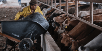 Quintana Roo vuelve a exportar ganado bovino al mercado internacional