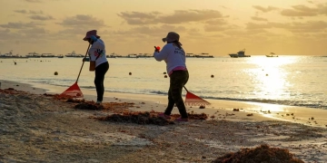 Respaldada Solidaridad aprovechamiento de sargazo en pro del medio ambiente