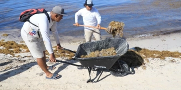 Incrementa la presencia del sargazo en Solidaridad