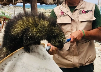 Rescata FPMC a un puercoespín tropical, considerado una especie amenazada