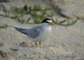 FPMC da continuidad al Programa de Monitoreo de Aves en Punta Sur