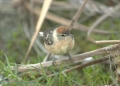 FPMC da continuidad al Programa de Monitoreo de Aves en Punta Sur