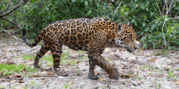 Jaguares cada vez más cerca de fraccionamientos en Cancún