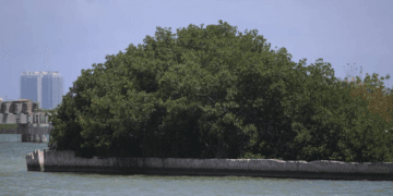 Obras del puente vehicular Nichupté causan daños irreversibles al ecosistema