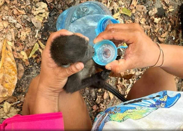 Mueren más de 70 monos aulladores en Tabasco y Chiapas por golpes de calor