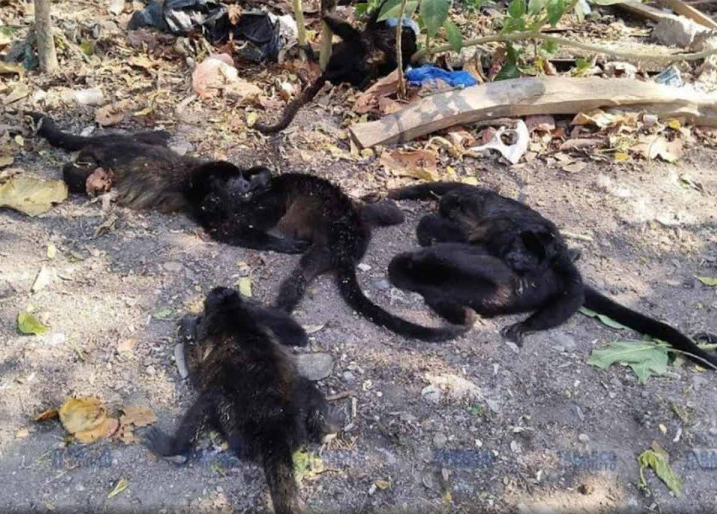 Mueren más de 70 monos aulladores en Tabasco y Chiapas por golpes de calor