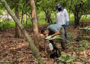 Monos saraguatos rescatados en Tabasco