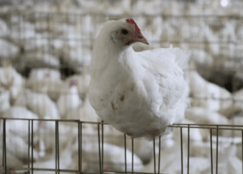 OMS aclara presunta muerte por gripe aviar H5N2