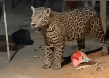 Captan a jaguar buscando agua en el patio de una casa de Cancún