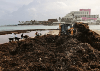 Recolectan 150 toneladas de sargazo en Playa Norte en Isla Mujeres
