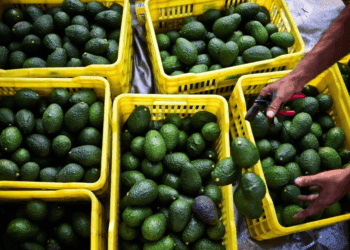 Levantamiento del veto de la UE a productos mexicanos