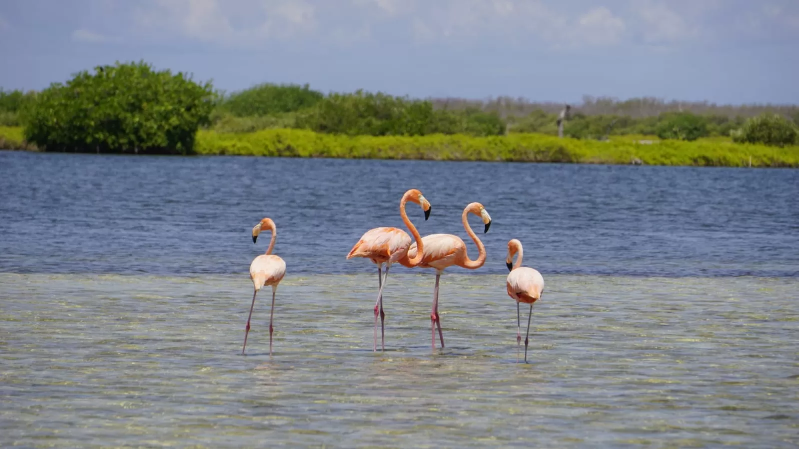 Colabora FPMC con otras instituciones para Conservación del Flamenco en Cozumel