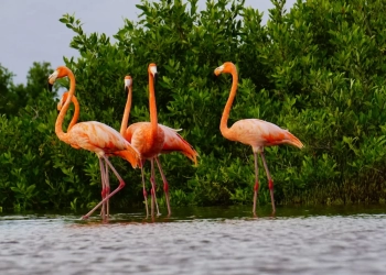 Colabora FPMC con otras instituciones para Conservación del Flamenco en Cozumel