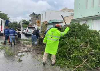 Retiran árboles derribados debido a las fuertes lluvias en Solidaridad