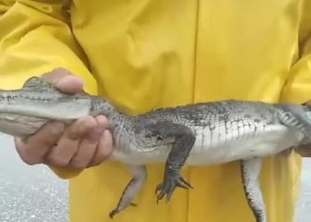 Aseguran cocodrilo en fraccionamiento de Cancún