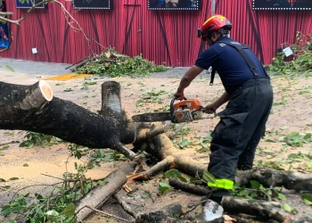 Exhortan a solidarenses a reportar árboles en riesgo