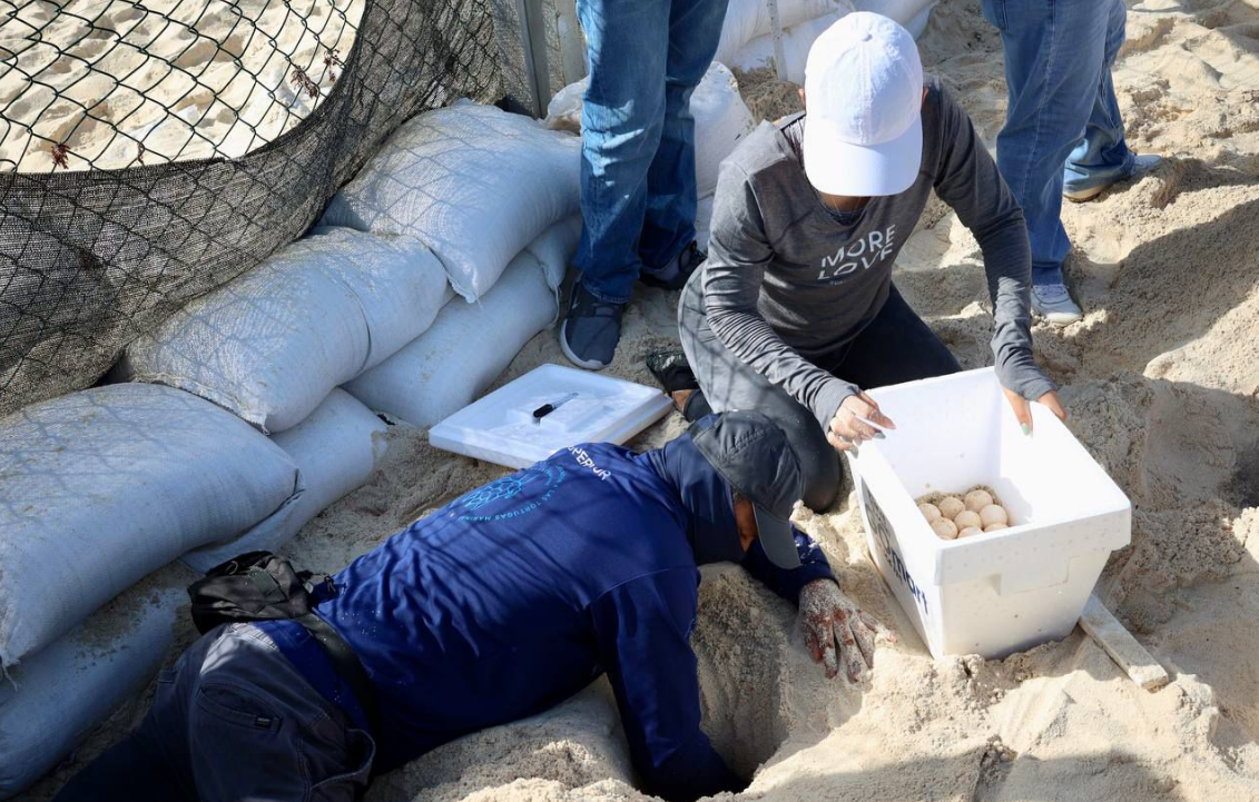 Resguardan nidos de tortugas en Cancún ante llegada de "Beryl"