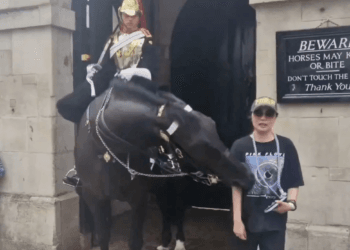 Caballo de la Guardia Real se vuelve viral tras morder a una turista en Londres