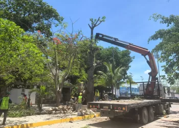 Logran restauración y rehabilitación de una ceiba en Solidaridad