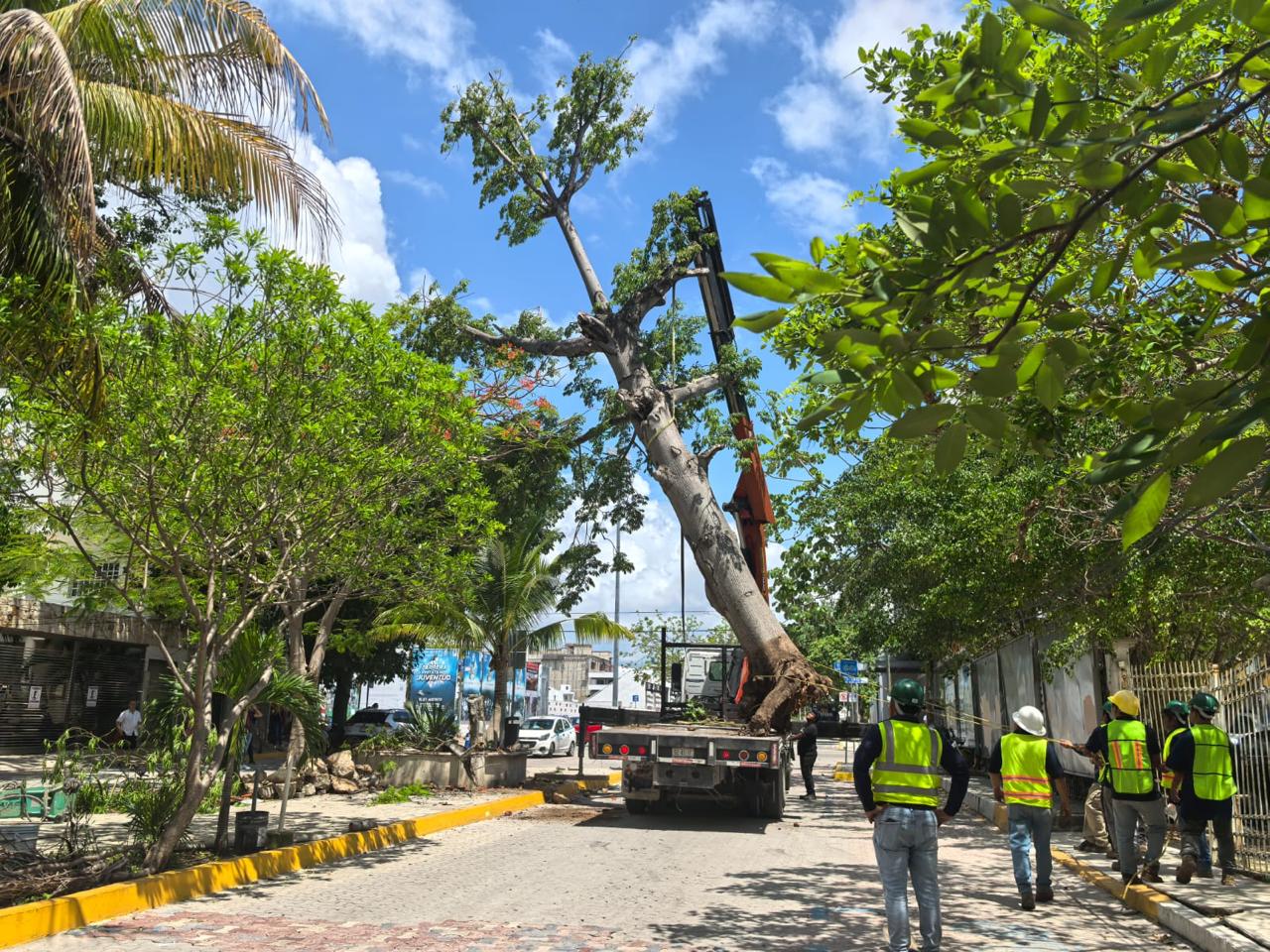 Logran restauración y rehabilitación de una ceiba en Solidaridad