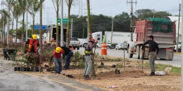 Carretera Federal 307 se embellece con reforestación y colaboración empresarial
