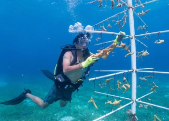Voluntarios participan en la restauración de arrecifes en Cozumel