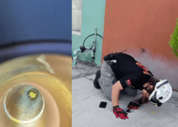 Elementos de Protección Civil salvan a un pato del drenaje