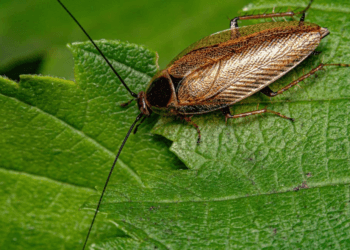 Plaga de cucarachas mutantes tiene en alerta a España