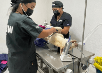 Quintana Roo, pionero en bienestar animal a nivel nacional