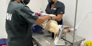 Quintana Roo, pionero en bienestar animal a nivel nacional