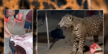 Investigan probable cacería y muerte de popular jaguar de Cancún