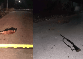 Sujeto en estado de ebriedad es detenido por asesinar a perrita embarazada en Yucatán