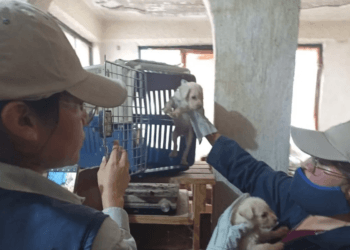 Rescatan a más de 50 perros que sufrían maltrato animal en CDMX